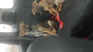 Die beiden suchen zusammen ein schönes Zuhause 