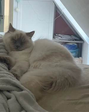 Ragdoll Katze sucht Deckkater zur Paarung