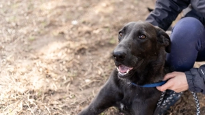 Szuszu (geb. 04.2020) lebt im Tierheim in Ungarn und sucht ein Zuhause