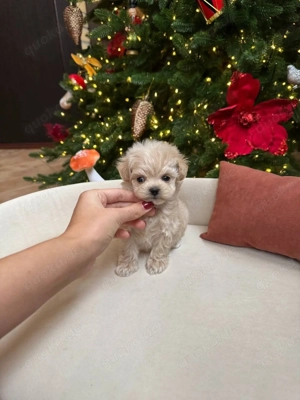 Entzückende Maltipoo-Welpen