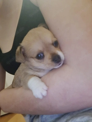 Drei zuckersüße Chihuahua Rüden suchen ein zu Hause auf Lebenszeit.