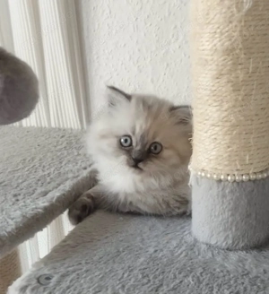   Wunderschönes Ragdoll-Kätzchen (Weibchen) zu verkaufen  