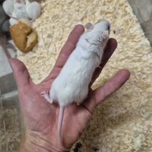 Ratten männchen  weibchen