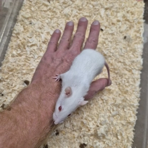 Ratten männchen  weibchen Bild 2