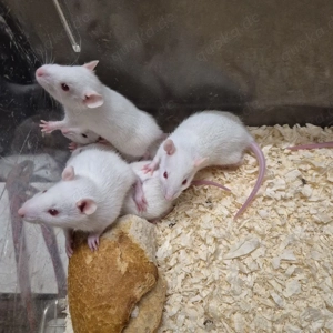 Ratten männchen  weibchen Bild 3