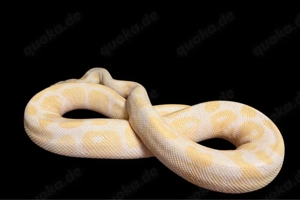 Python regius  Königspython 1.0 Albino het Pied