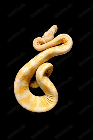 Python regius  Königspython 0.1 Lavender het Pied