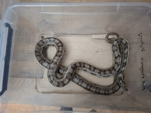 Kornnatter adult 1.0