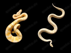 Königspython 1.1 Lavender und Albino beide het pied zusammen