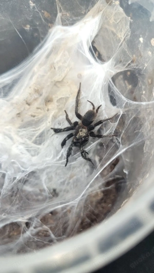 Euagrus mexicanus Spinne Vogelspinne