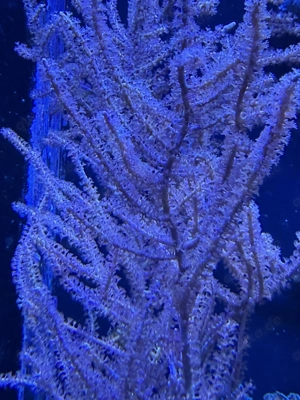 Gorgonie  Lila    tolle Bewegung, wächst sehr schnell   Ableger Wunschgröße ab 10  