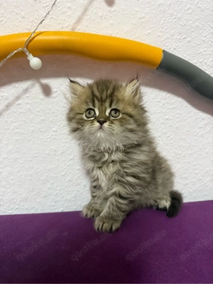 Britische Babykatzen