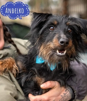 Andelko, junger und lieber Deutscher Jagdterrier