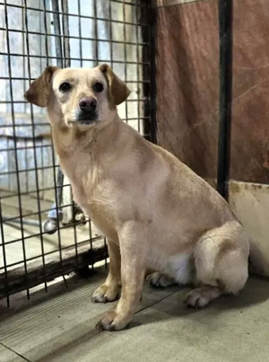 Lola - neugierig aber noch unsicher, ruhiges Zuhause gesucht, gerne zu einem vorhandenen Rüden Bild 5