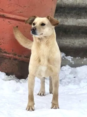 Lola - neugierig aber noch unsicher, ruhiges Zuhause gesucht, gerne zu einem vorhandenen Rüden Bild 2
