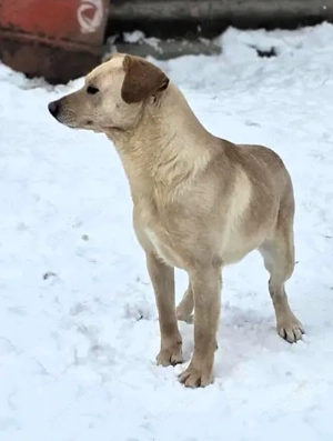 Lola - neugierig aber noch unsicher, ruhiges Zuhause gesucht, gerne zu einem vorhandenen Rüden Bild 4