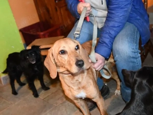 Aldo sucht sein Zuhause (noch auf Sardinien)