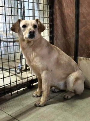 Lola - neugierig aber noch unsicher, ruhiges Zuhause gesucht, gerne zu einem vorhandenen Rüden Bild 3