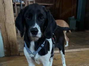 Celeste sucht ihr Zuhause