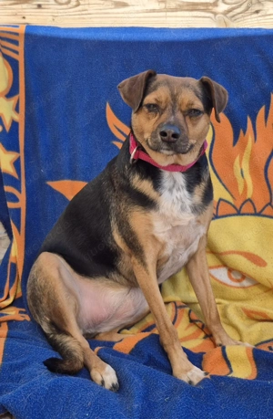 Canela - ruhige und verschmuste Mischlingshündin sucht ihre Familie