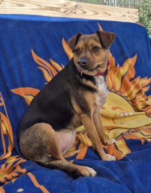 Canela - ruhige und verschmuste Mischlingshündin sucht ihre Familie