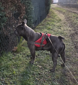 Französische Bulldog zum Deckeln Bild 5