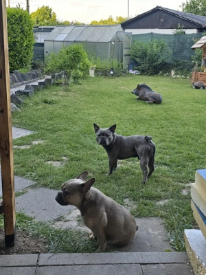 Französische Bulldog zum Deckeln Bild 4