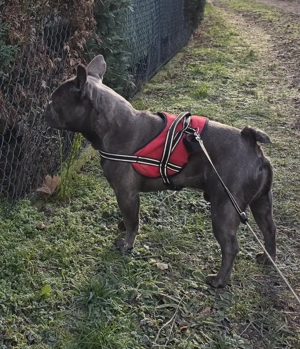 Französische Bulldog zum Deckeln Bild 3