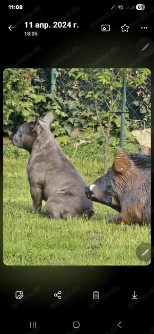 Französische Bulldog zum Deckeln Bild 2
