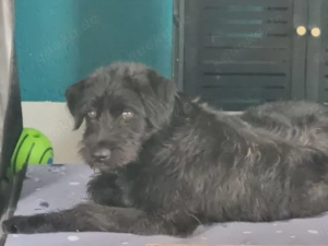 Laura sucht ihr Zuhause