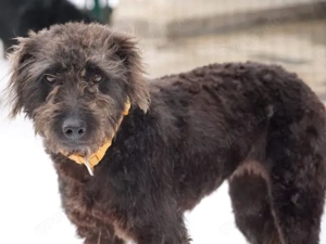 Clio sucht ihr Zuhause