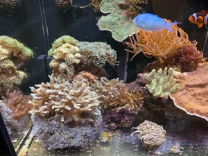 Komplettes Meerwasseraquarium   Red Sea Reefer 250 + hochwertiger Besatz + ATI Straton Flex Lampe Bild 5