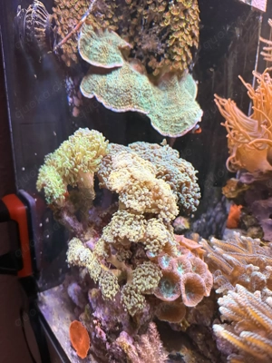 Komplettes Meerwasseraquarium   Red Sea Reefer 250 + hochwertiger Besatz + ATI Straton Flex Lampe Bild 4