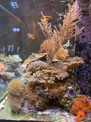 Komplettes Meerwasseraquarium   Red Sea Reefer 250 + hochwertiger Besatz + ATI Straton Flex Lampe Bild 3