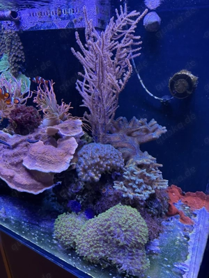 Komplettes Meerwasseraquarium   Red Sea Reefer 250 + hochwertiger Besatz + ATI Straton Flex Lampe Bild 6