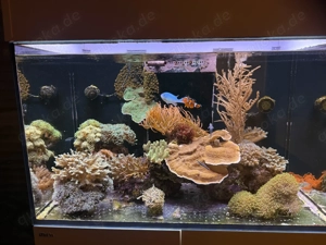 Komplettes Meerwasseraquarium   Red Sea Reefer 250 + hochwertiger Besatz + ATI Straton Flex Lampe Bild 8