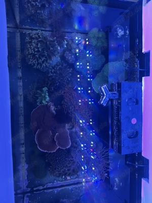 Komplettes Meerwasseraquarium   Red Sea Reefer 250 + hochwertiger Besatz + ATI Straton Flex Lampe Bild 7