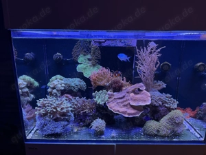 Komplettes Meerwasseraquarium   Red Sea Reefer 250 + hochwertiger Besatz + ATI Straton Flex Lampe