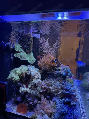 Komplettes Meerwasseraquarium   Red Sea Reefer 250 + hochwertiger Besatz + ATI Straton Flex Lampe Bild 2