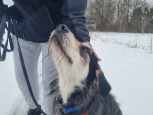 Omega sucht sein Zuhause