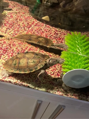 2 schöne schildkröten