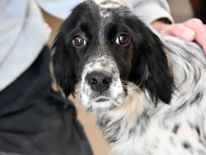 Tanca sucht ihr Zuhause (noch auf Sardinien)