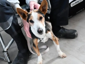 Silvestro sucht sein Zuhause (noch auf Sardinien)