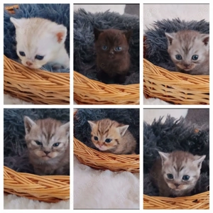 BKH kitten schöne Farbe bereits zum Reservierung