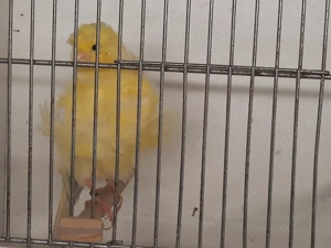 Kanarienvogel Pariser Trompeter 