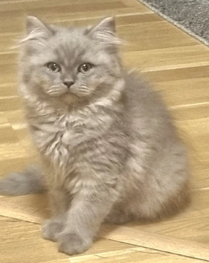 Süßer,  Lieber, Wunderschönen BKH KATERchen, Reinrassig 