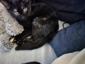 Kitte sucht ein zuhause