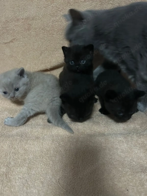 BKH Kitten in Chocolate und Lilac