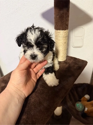 Malteser-Shih Tzu Welpe