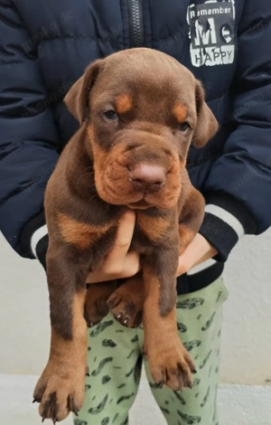 Dobermann Welpen
